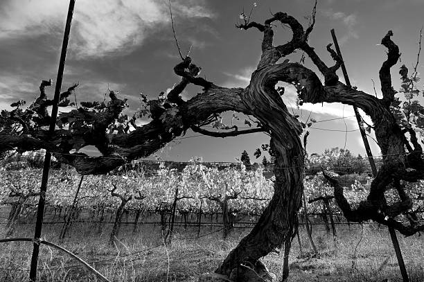 Vineyard landscape